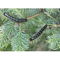 林业灾害调查监测服务