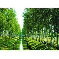 林业综合咨询服务