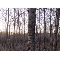 林业调查中如何处理不确定性因素？